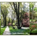 Myers Park Neighborhood Charlotte NC