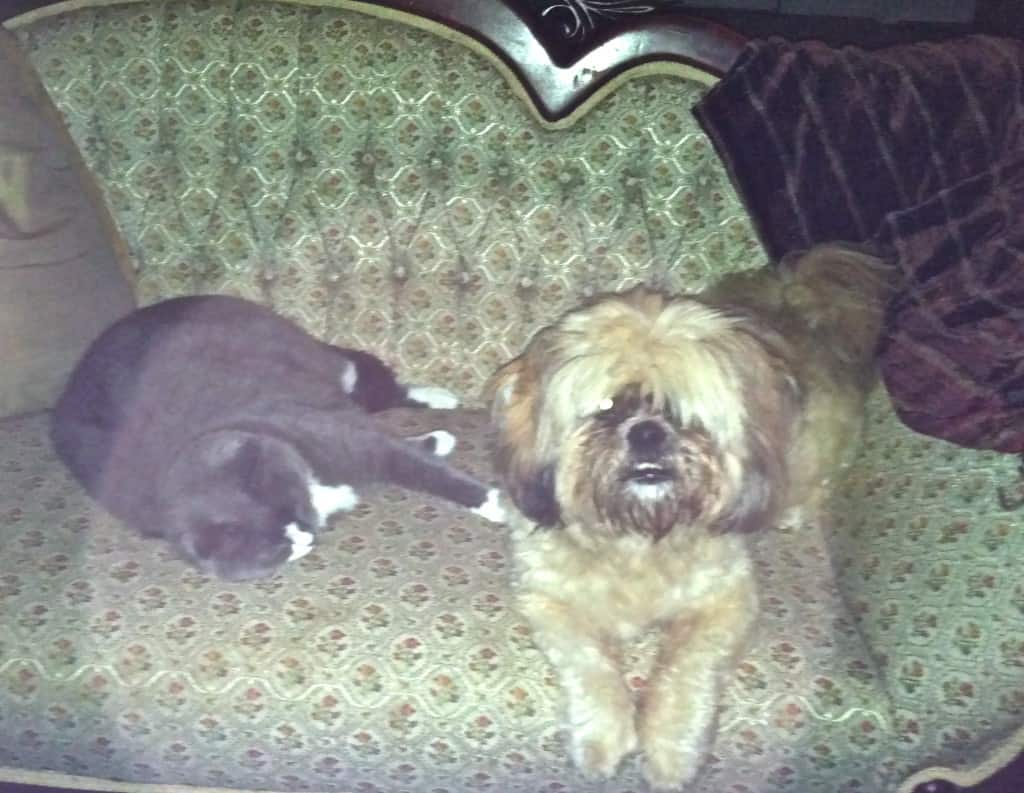Dog Grooming Mooresville Nc Dog Grooming Mooresville Nc