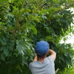 Tree trimming - A spring maintenance must