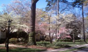 Springtime in Elizabeth Charlotte NC