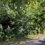 Lot for Sale in Charlotte NC 15+ Acres