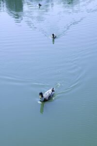 Charlotte NC South Charlotte Neighborhoods - Candlewyck