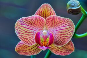 Stowe Botanical Gardens Orchid exhibit