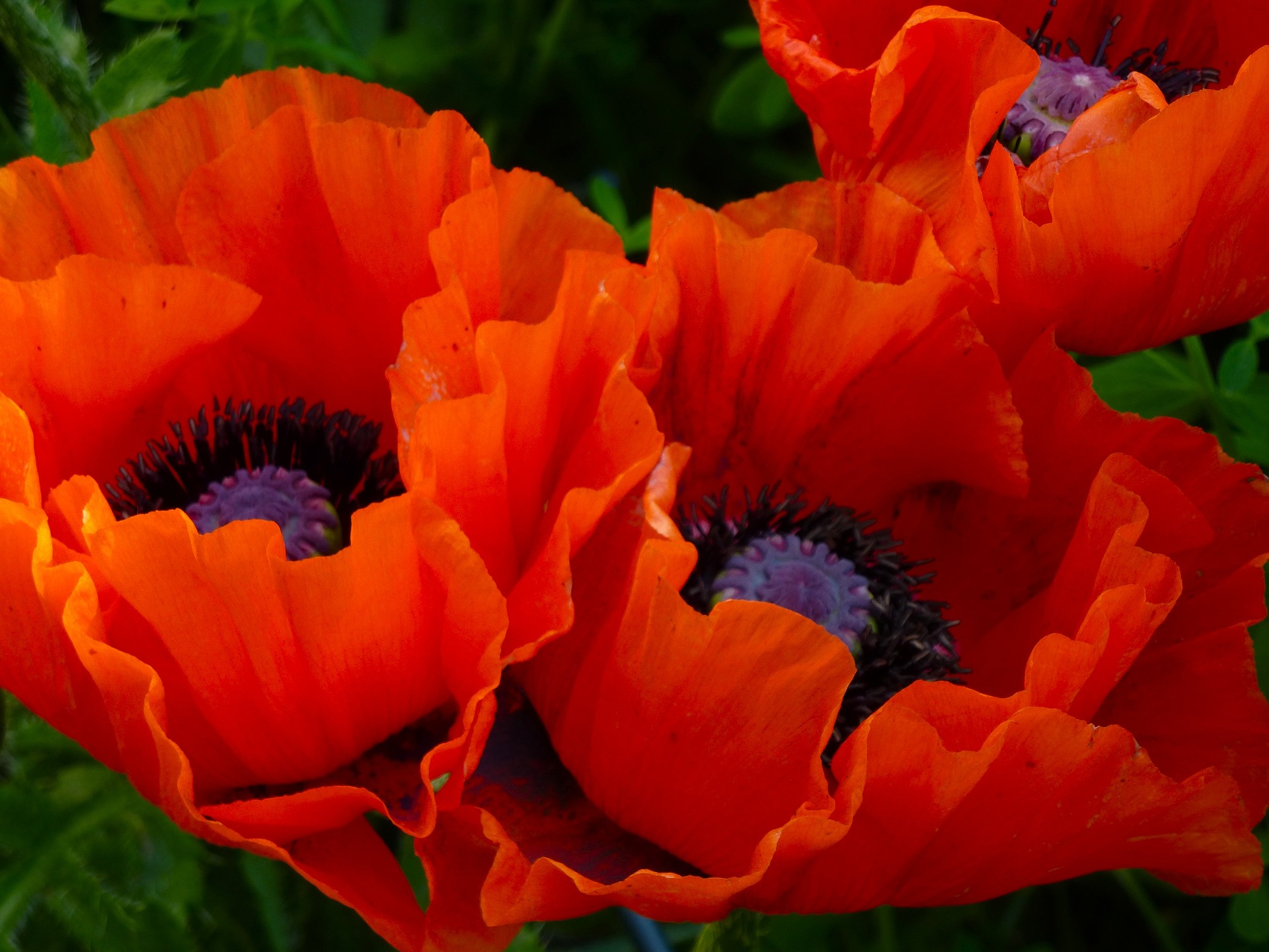 Memorial Day Poppies